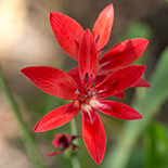Freesia grandiflora